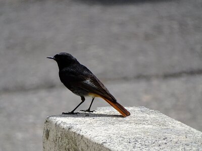 Bird black bird bird waiting