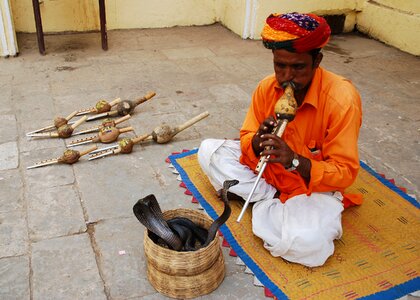 Jaipur tour brown snake photo