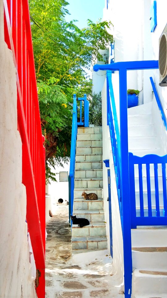 Cats stairs white