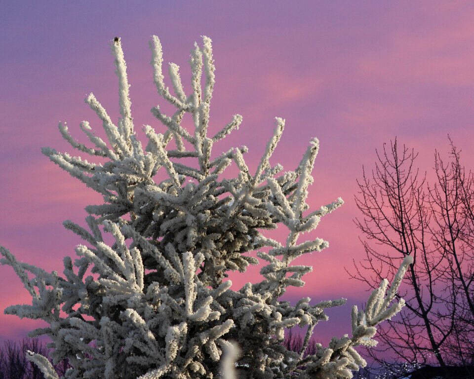 Nature sky purple photo