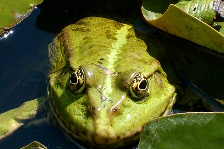 Animals nature eyes