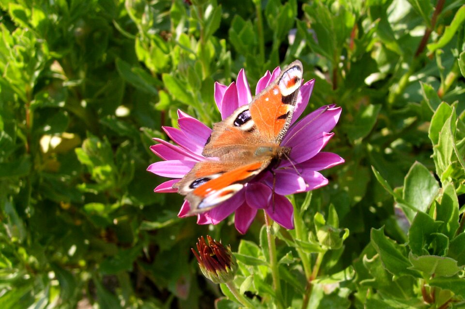 The beauty of nature butterfly macro