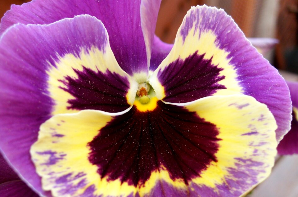 Nature plant pansy