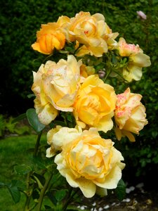 Rose flower
