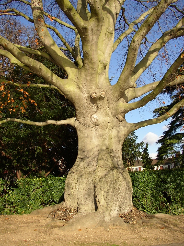 Wooden woody plants