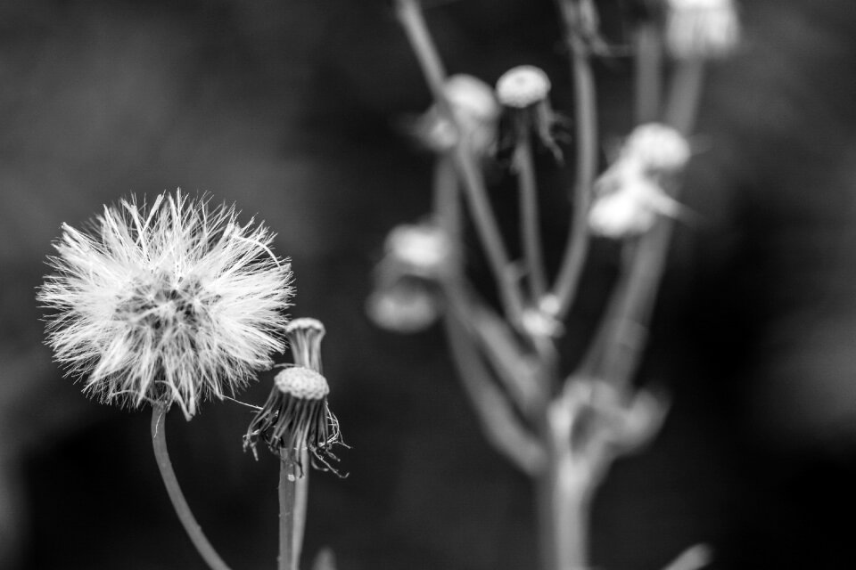 Wild flower black and white