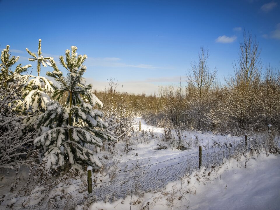 Forest cold pine
