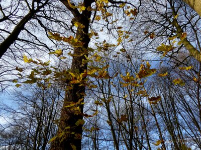 Autumn colours yellow atmospheric