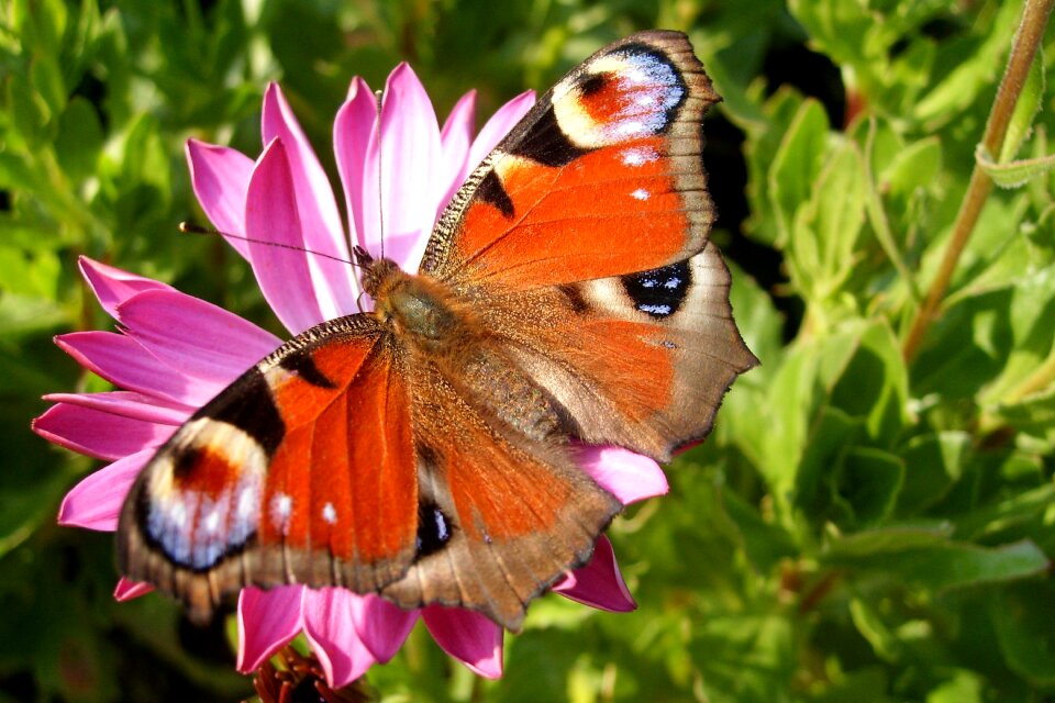 Macro nature wings