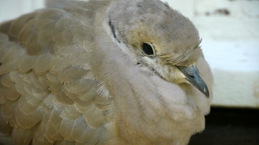 Bird animals young