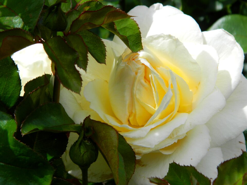 Rose flower