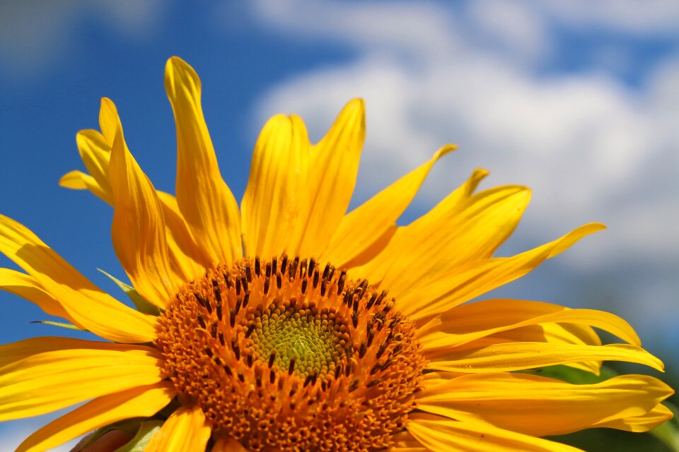 Heaven flower autumn
