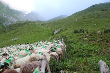 Breeding summer livestock photo