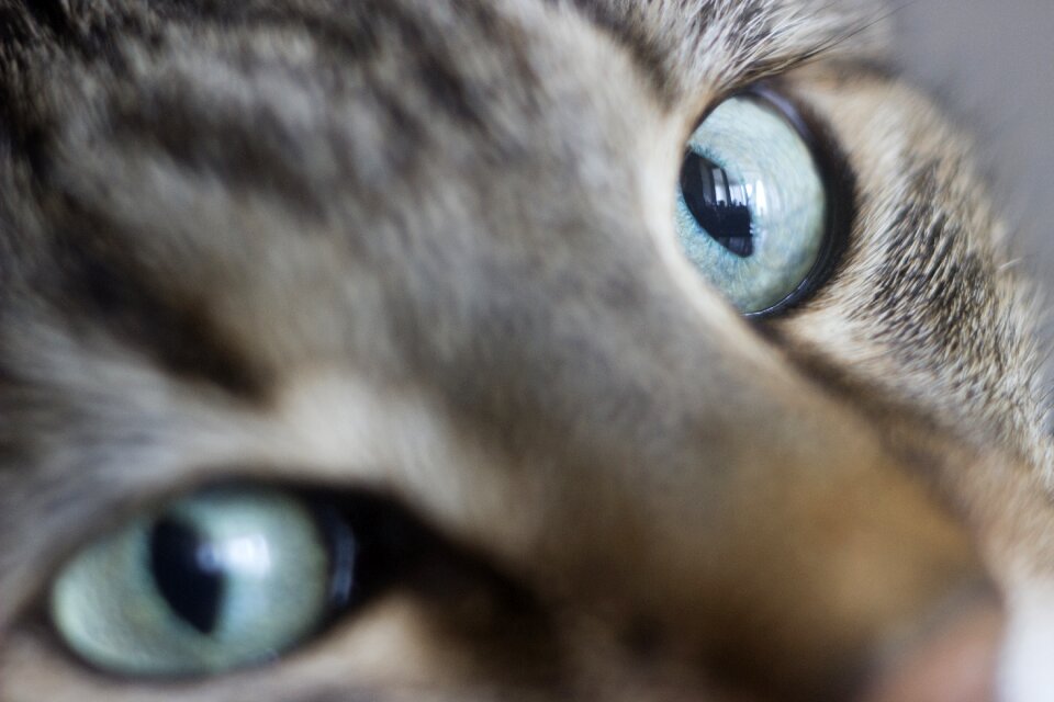 Pet cat looking view