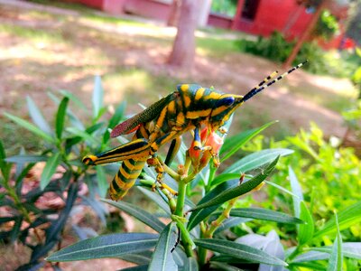 Arthropoda grass plant