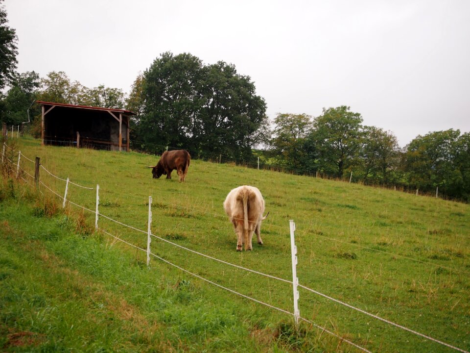 Cow shaggy scottish hochlandrind