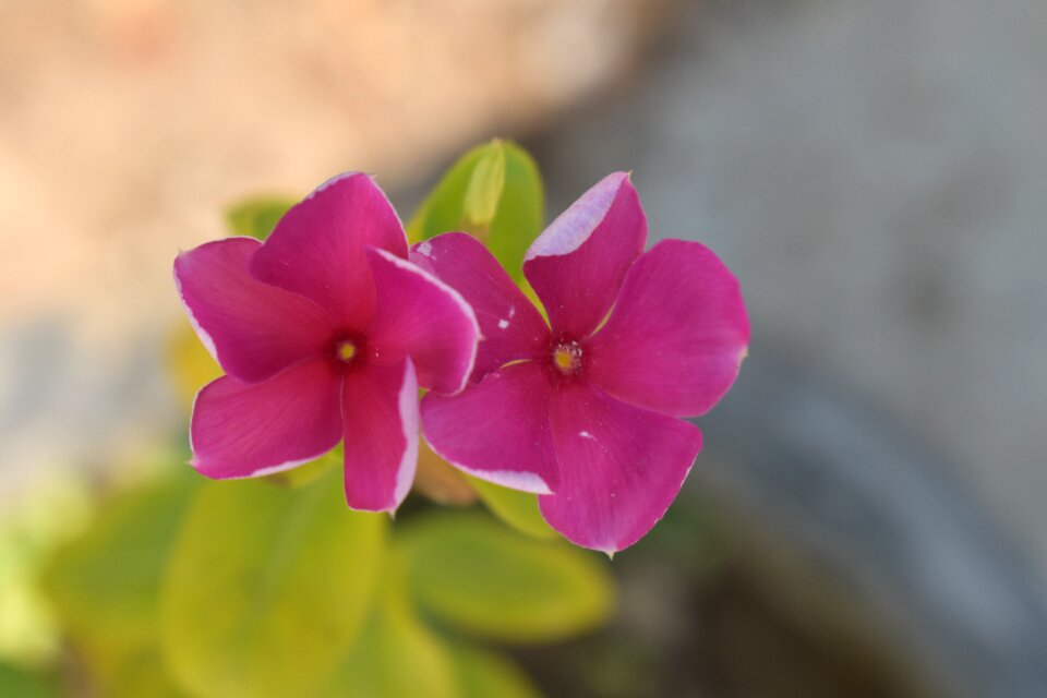 Dark pink petals plant