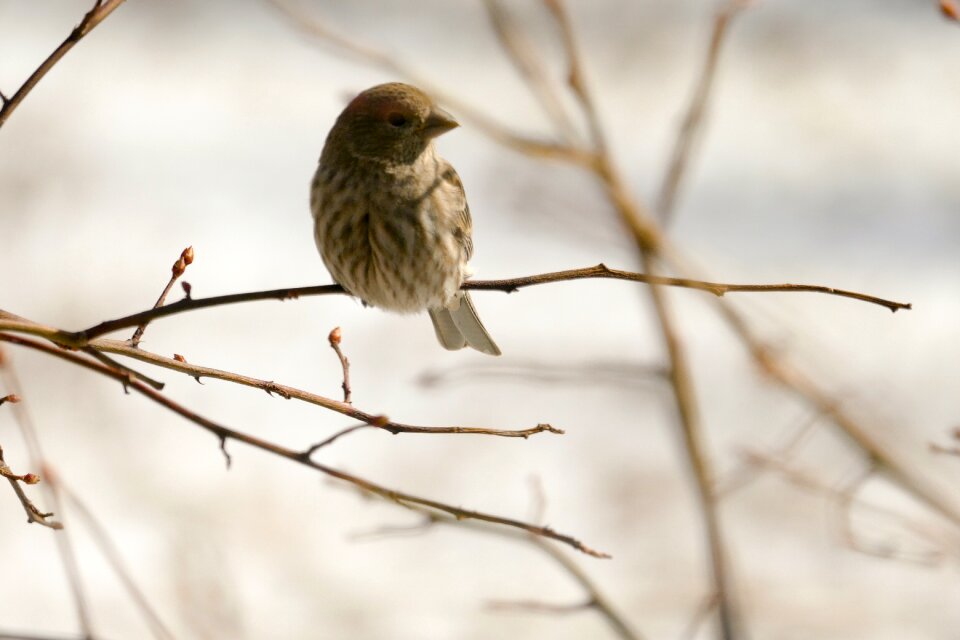 Avian wild songbird