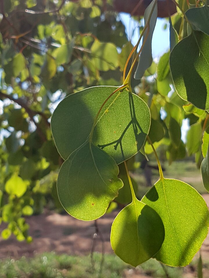 Foliage leaf outdoor