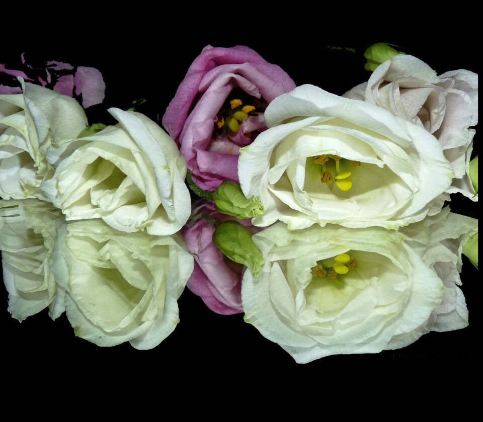 Bloom rustic white