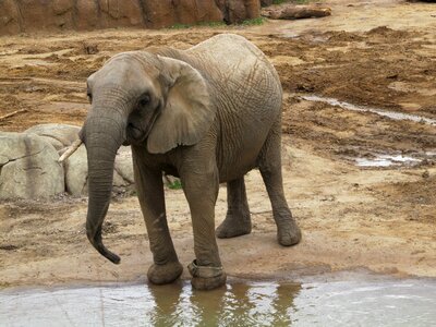 San diego zoo