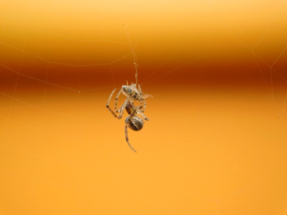 Eat insect spiderweb