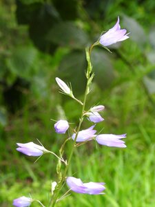 Purple small flower purple flower photo