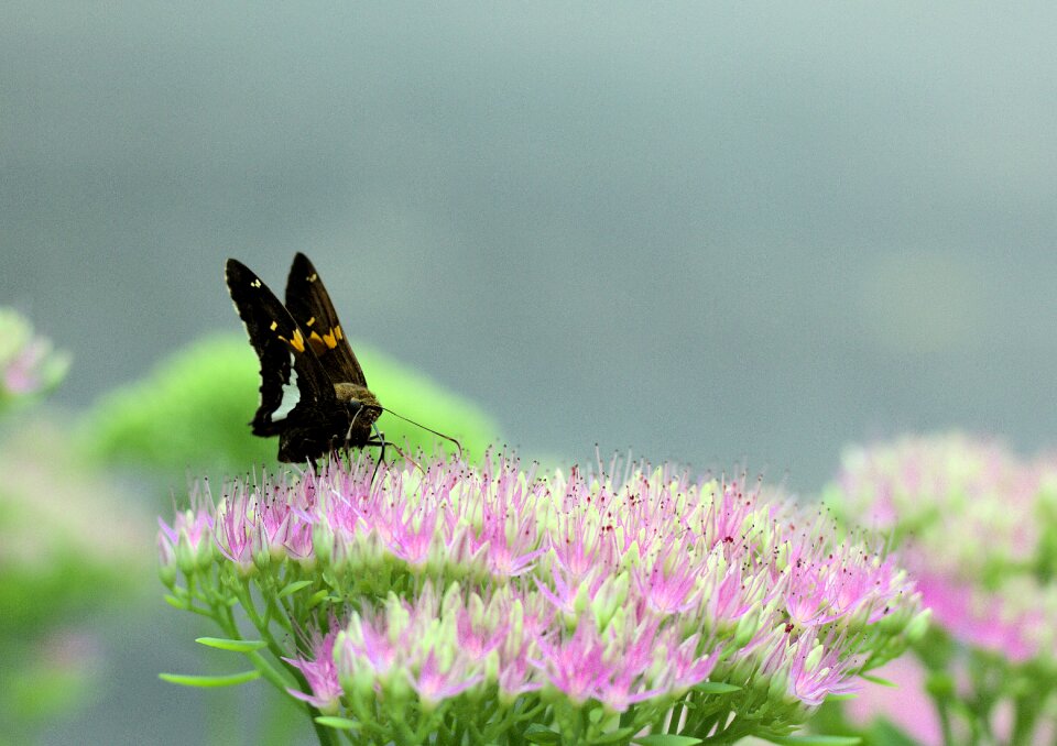 Feeding bright nectar