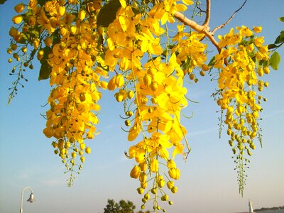 Yellow pretty natural