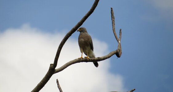 Aguilucha bird of prey colombia