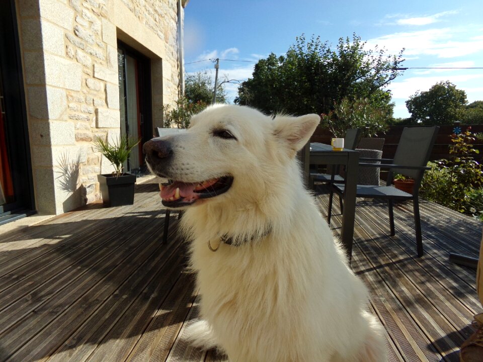 White dog dog animals