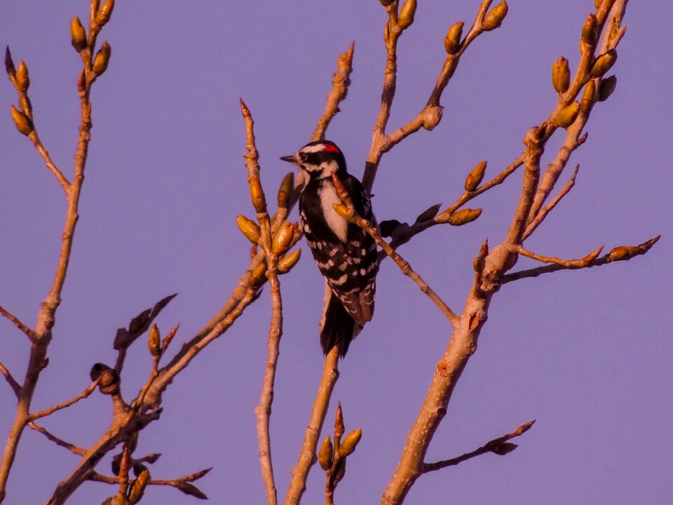 Woodpecker lilac nature lilac landscape