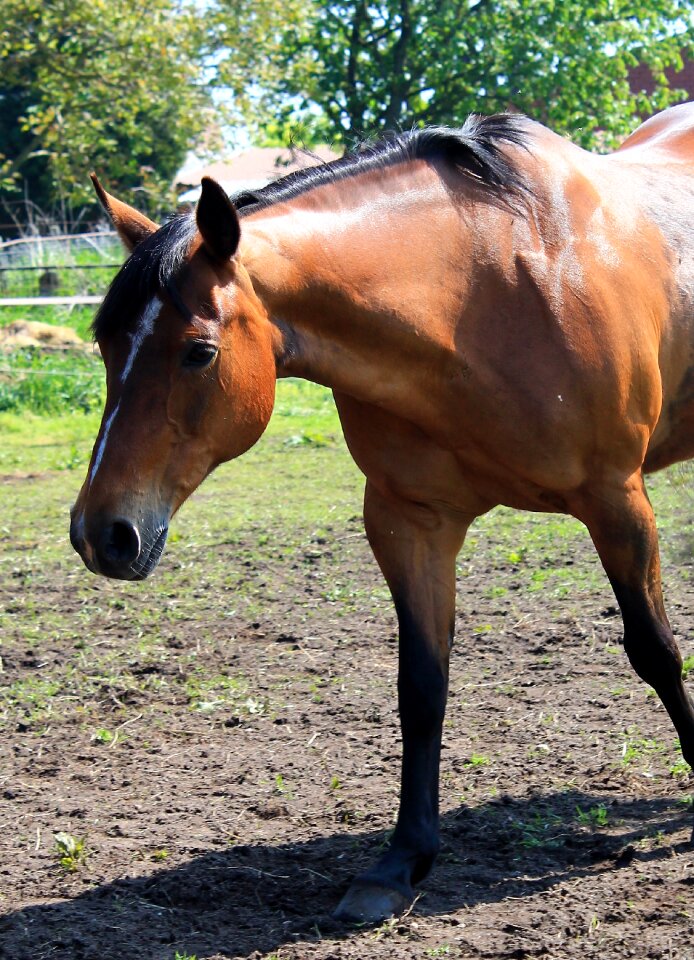 Western brown pasture