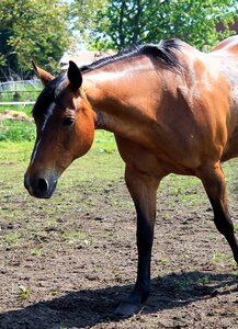 Western brown pasture