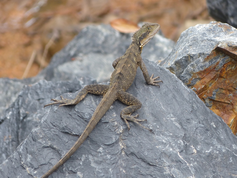 Reptilian eastern water dragon dragon