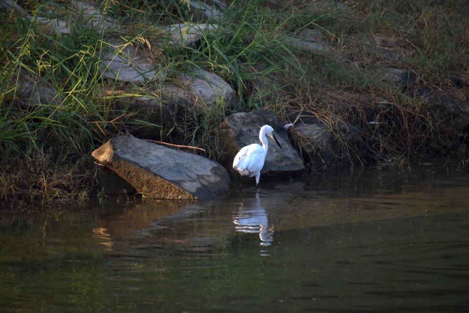Aquatic bird pond