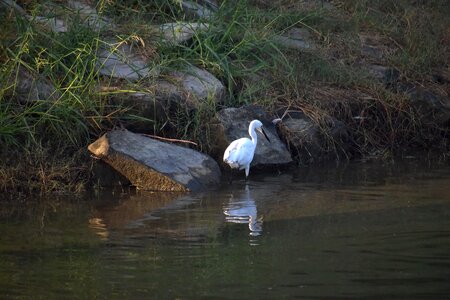 Aquatic bird pond