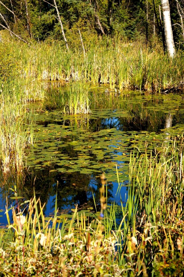 Nature canadian water
