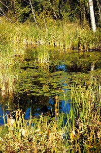 Nature canadian water