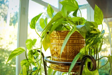 Indoor plant house plant in a pot photo