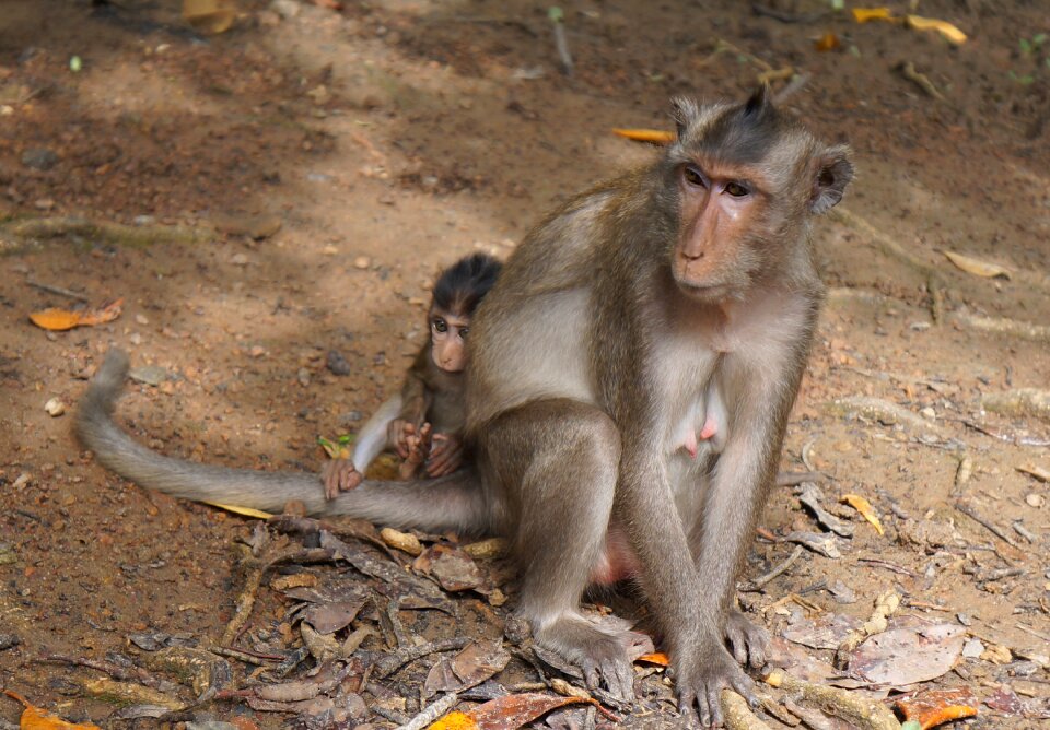 Monkey mother and son monkey animal