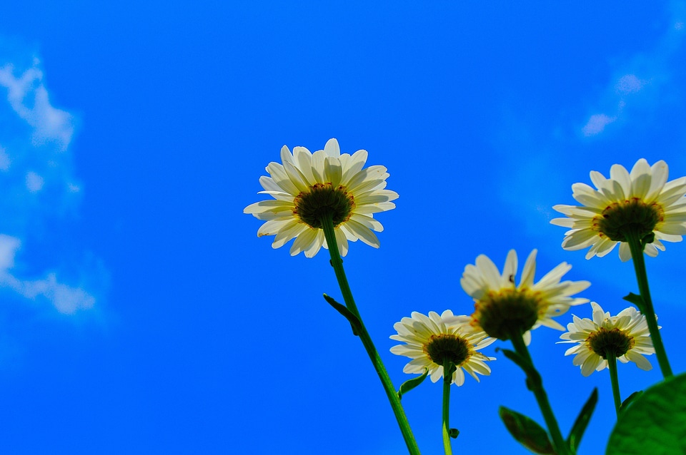 Floral plants natural