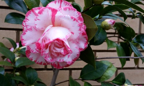 Bloom shrub garden