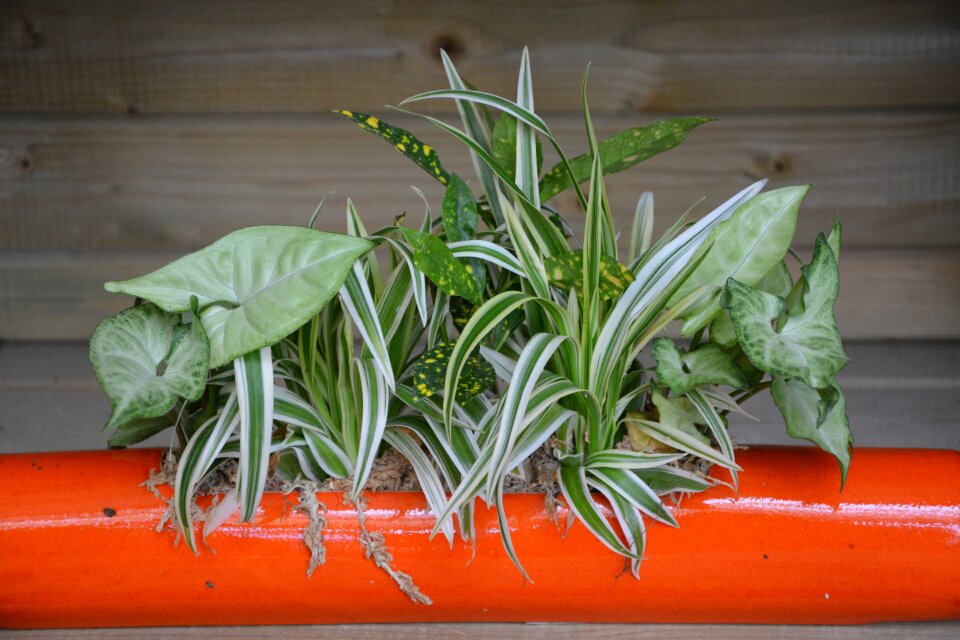 Green plant nature