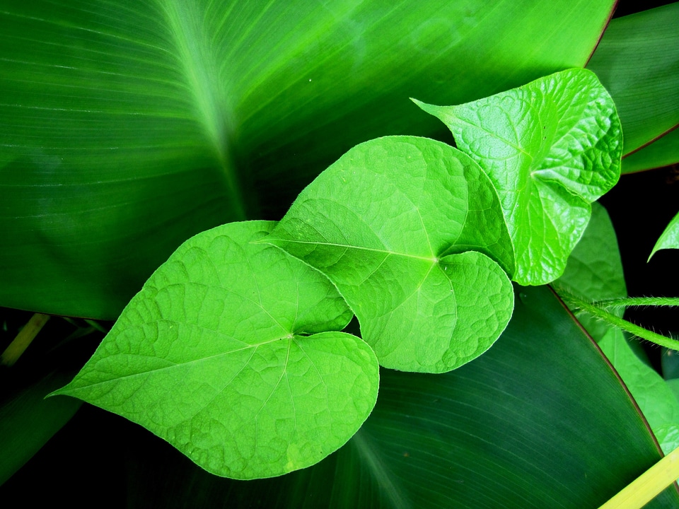 Climber leaves green