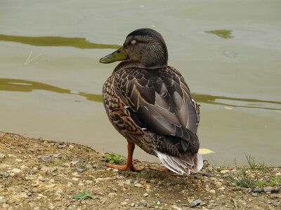 Mare pond water photo