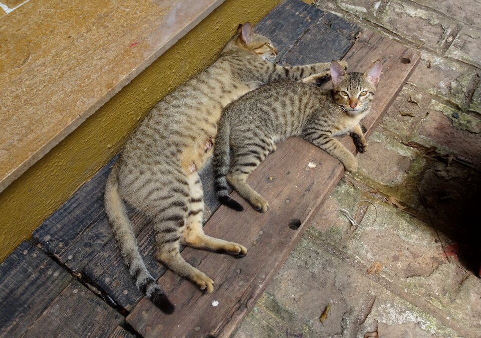 Breed bengal hybrid