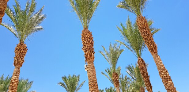 Summer sky palm trees