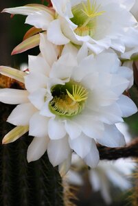 Green flowering cactus thorns