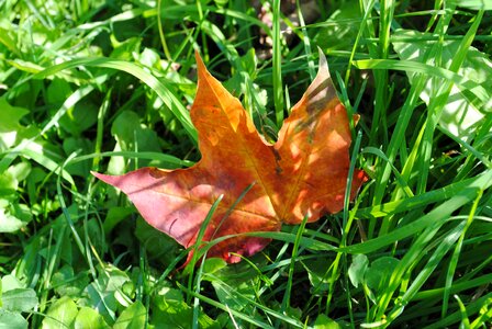 Autumn leaves leaves golden autumn photo